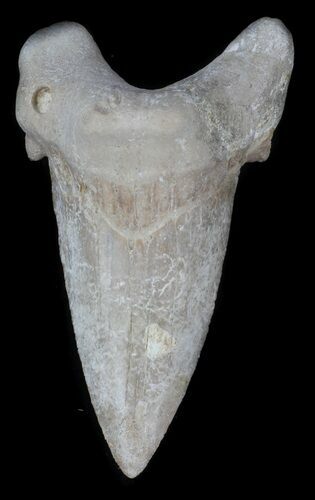 Auriculatus Shark Tooth - Dakhla, Morocco #35857